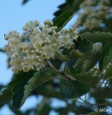 jeřáb prostřední <i>(Sorbus intermedia)</i> / Květ/Květenství