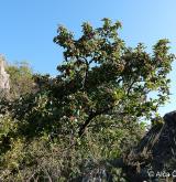 jeřáb milský <i>(Sorbus milensis)</i> / Habitus