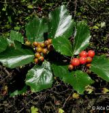 jeřáb milský <i>(Sorbus milensis)</i> / Plod