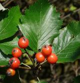 jeřáb milský <i>(Sorbus milensis)</i> / List
