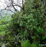 jeřáb milský <i>(Sorbus milensis)</i> / Habitus