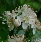 jeřáb milský <i>(Sorbus milensis)</i> / Květ/Květenství