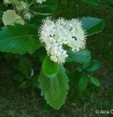 jeřáb Mougeotův <i>(Sorbus mougeotii)</i> / Květ/Květenství