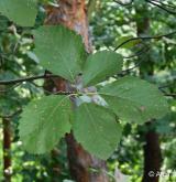 jeřáb opominutý <i>(Sorbus omissa)</i> / List