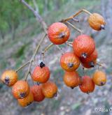 jeřáb opominutý <i>(Sorbus omissa)</i> / Plod
