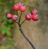 jeřáb bezděský <i>(Sorbus pauca)</i> / Plod