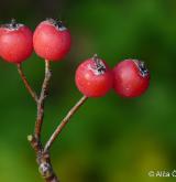 jeřáb bezděský <i>(Sorbus pauca)</i> / Plod