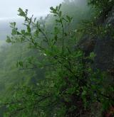 jeřáb bezděský <i>(Sorbus pauca)</i> / Habitus