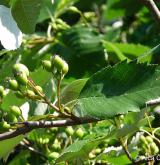 jeřáb soutěskový <i>(Sorbus portae-bohemicae)</i> / Plod