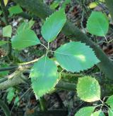 jeřáb soutěskový <i>(Sorbus portae-bohemicae)</i> / List