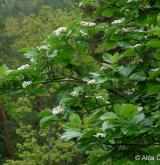 jeřáb manětínský <i>(Sorbus rhodanthera)</i> / Květ/Květenství