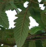 jeřáb duryňský <i>(Sorbus ×thuringiaca)</i> / List