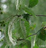 jeřáb duryňský <i>(Sorbus ×thuringiaca)</i> / List