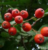 jeřáb duryňský <i>(Sorbus ×thuringiaca)</i> / Plod