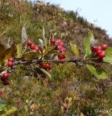 jeřáb sudetský <i>(Sorbus sudetica)</i> / Plod