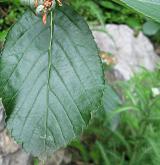 jeřáb sudetský <i>(Sorbus sudetica)</i> / List