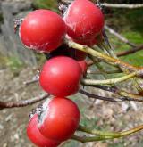 jeřáb řecký <i>(Sorbus graeca)</i> / Plod