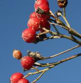 jeřáb řecký <i>(Sorbus graeca)</i> / Plod