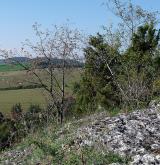 jeřáb řecký <i>(Sorbus graeca)</i> / Habitus
