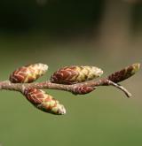 habr Turčaninovův <i>(Carpinus turczaninowii)</i> / Větve a pupeny