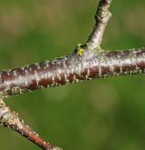 habr Turčaninovův <i>(Carpinus turczaninowii)</i> / Větve a pupeny