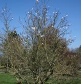šácholan japonský <i>(Magnolia kobus)</i> / Habitus