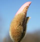 šácholan japonský <i>(Magnolia kobus)</i> / Květ/Květenství