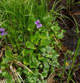 violka močálová <i>(Viola uliginosa)</i> / Habitus
