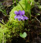 violka močálová <i>(Viola uliginosa)</i>