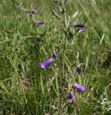 zvonek sibiřský <i>(Campanula sibirica)</i> / Habitus