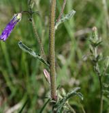 zvonek sibiřský <i>(Campanula sibirica)</i> / Stonek