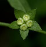 pupkovec pomněnkový <i>(Omphalodes scorpioides)</i>