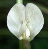 vikev žlutá <i>(Vicia lutea)</i> / Květ/Květenství