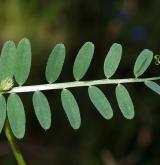 vikev žlutá <i>(Vicia lutea)</i> / List