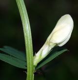 vikev žlutá <i>(Vicia lutea)</i> / Květ/Květenství