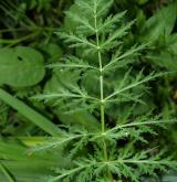 sevlák potoční <i>(Sium latifolium)</i> / List