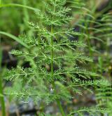 sevlák potoční <i>(Sium latifolium)</i> / List