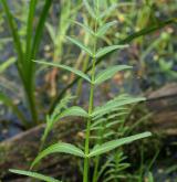 sevlák potoční <i>(Sium latifolium)</i> / List
