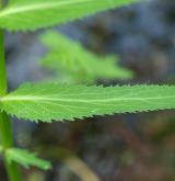 sevlák potoční <i>(Sium latifolium)</i> / List