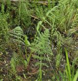 sevlák potoční <i>(Sium latifolium)</i> / Habitus