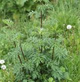 pelyněk černobýl <i>(Artemisia vulgaris)</i> / Habitus