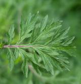 pelyněk černobýl <i>(Artemisia vulgaris)</i> / List