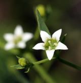 lněnka lnolistá <i>(Thesium linophyllon)</i> / Květ/Květenství