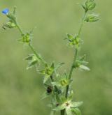 prlina rolní <i>(Lycopsis arvensis)</i> / Květ/Květenství