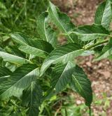 hulevník nejtužší <i>(Sisymbrium strictissimum)</i>