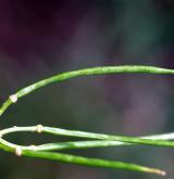 hulevník nejtužší <i>(Sisymbrium strictissimum)</i> / Plod