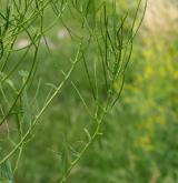 hulevník nejtužší <i>(Sisymbrium strictissimum)</i> / Plod