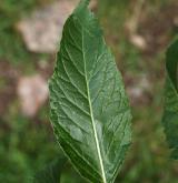 hulevník nejtužší <i>(Sisymbrium strictissimum)</i> / List