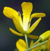 hulevník nejtužší <i>(Sisymbrium strictissimum)</i>