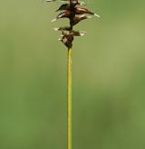 ostřice Davallova <i>(Carex davalliana)</i> / Plod